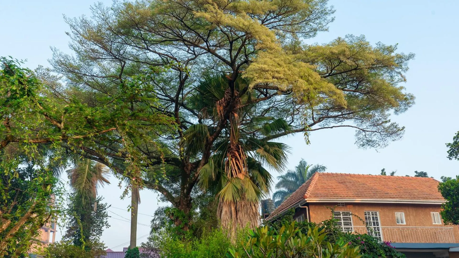 Jjaja'S Avocado Grove - Avocado Apartment Kampala Uganda